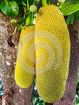 Long-shape jack fruits hanging on the tree