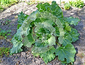 Long-shaped rhubarb palmate Rheum palmatum L. grows in the garden