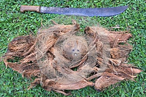 Long sharp knife and husked Coconut fruit in Rarotonga Cook Isl