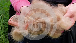 Long shedding dog`s coat on comb for pets closeup in girl`s hands outdoor. Combing dog hair with groomer`s tool, damaged fur remov