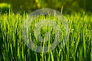 Long shiny green stems of rice as background