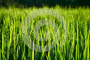 Long shiny green stems of rice as background