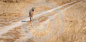 Long shot of cheetah over the track looking back