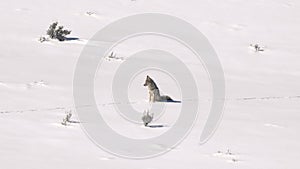 long shot of a coyote sitting on snow during winter at yellowstone