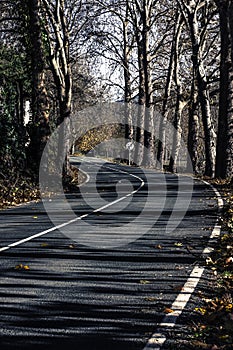 Long shot of a curved asphalt road lined with trees