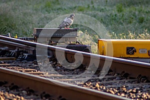 Long shot of a pigeon on a train track photo