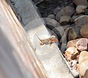 Long shot of a lizard extending its flap