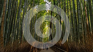 Long shot of tall bamboo grasses in Arashiyama Bamboo Grove, Kyoto, Japan