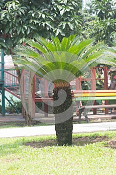 Long shot view of cycas revoluta in the park