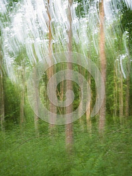 Long shutter speed of tree