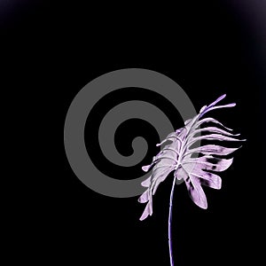 Long singal leaf black background