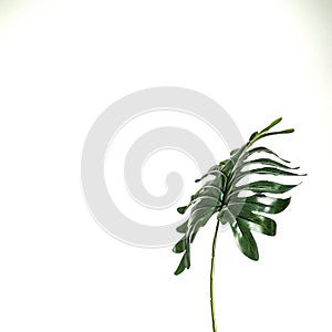 Long singal leaf black background
