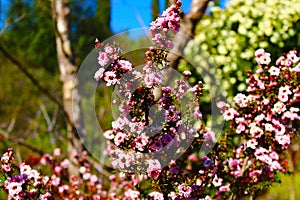 Long slender branch covered with tiny pink flowers and a blue sky background