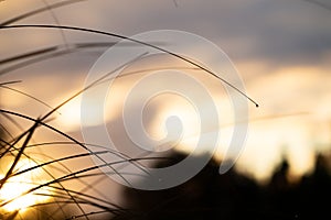 Long slender curved leaf with water drop on tip