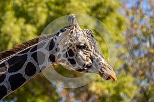 A long slender giraffe in Tucson, Arizona