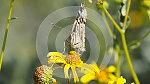 A Long Slurp - insect wings macro - photo