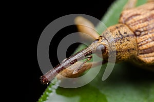 Long snout weevil photo