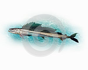 The long snouted lancetfish or cannibal fish Alepisaurus ferox