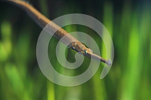 Long-snouted pipefish photo