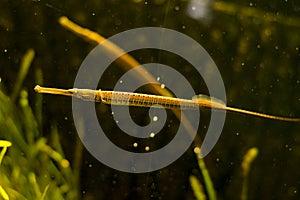 Long-Snouted Pipefish (Stigmatopora macropterygia)