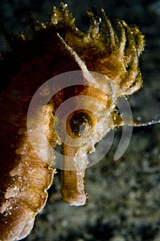 Long snouted seahorse photo