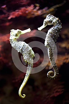 Seahorse in love photo