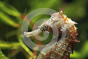 Long-snouted seahorse photo