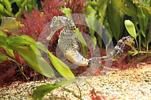 Long-snouted seahorse photo
