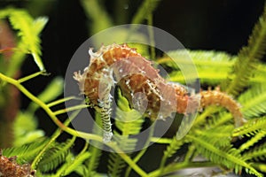 Long-snouted seahorse