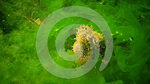 Long-snouted seahorse Hippocampus hippocampus hiding among green algae in the Black Sea, Ukraine