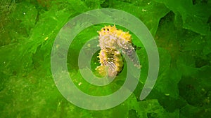 Long-snouted seahorse Hippocampus hippocampus hiding among green algae in the Black Sea, Ukraine