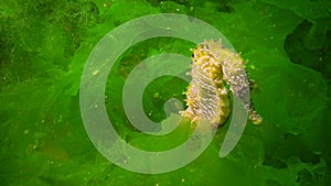 Long-snouted seahorse Hippocampus hippocampus hiding among green algae in the Black Sea, Ukraine