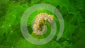 Long-snouted seahorse Hippocampus hippocampus hiding among green algae in the Black Sea, Ukraine