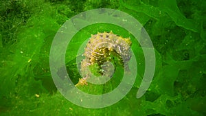 Long-snouted seahorse Hippocampus hippocampus hiding among green algae in the Black Sea, Ukraine