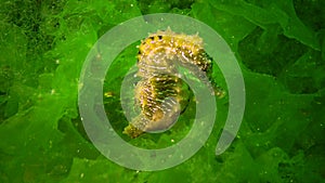 Long-snouted seahorse Hippocampus hippocampus hiding among green algae in the Black Sea, Ukraine