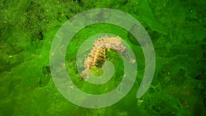 Long-snouted seahorse Hippocampus hippocampus hiding among green algae in the Black Sea, Ukraine