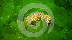 Long-snouted seahorse Hippocampus hippocampus hiding among green algae in the Black Sea, Ukraine