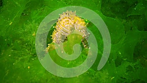 Long-snouted seahorse Hippocampus hippocampus hiding among green algae in the Black Sea, Ukraine