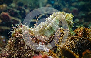 Long-snouted seahorse (Hippocampus hippocampus)on the seabed