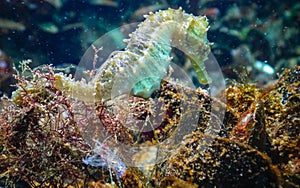 Long-snouted seahorse (Hippocampus hippocampus)on the seabed