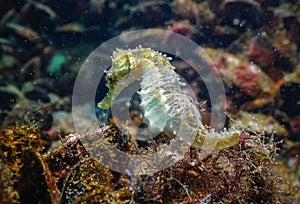 Long-snouted seahorse (Hippocampus hippocampus)on the seabed