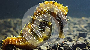 Long-snouted seahorse Hippocampus hippocampuson the seabed in the Black Sea, Ukraine