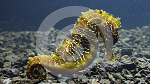 Long-snouted seahorse Hippocampus hippocampuson the seabed in the Black Sea, Ukraine