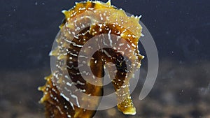 Long-snouted seahorse Hippocampus hippocampuson the seabed in the Black Sea, Ukraine