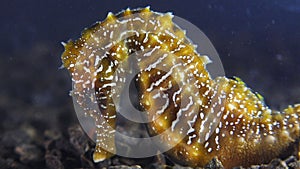 Long-snouted seahorse Hippocampus hippocampuson the seabed in the Black Sea, Ukraine