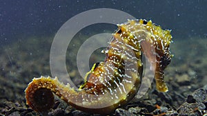 Long-snouted seahorse Hippocampus hippocampuson the seabed in the Black Sea, Ukraine