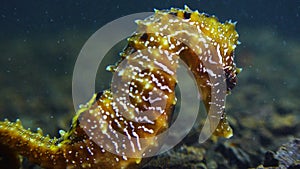 Long-snouted seahorse Hippocampus hippocampuson the seabed in the Black Sea, Ukraine