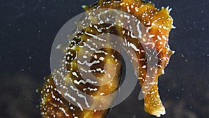 Long-snouted seahorse Hippocampus hippocampuson the seabed in the Black Sea, Ukraine