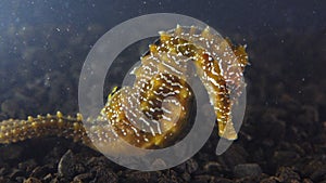 Long-snouted seahorse Hippocampus hippocampuson the seabed in the Black Sea, Ukraine
