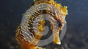 Long-snouted seahorse Hippocampus hippocampuson the seabed in the Black Sea, Ukraine